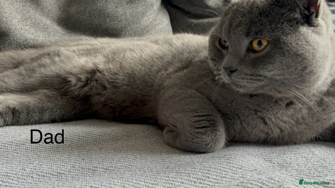 British Shorthair cats for sale: British Shorthair Kittens   - Image 13