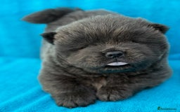 Chow Chow dogs for sale: KC Reg Chow Chow Puppies  - Image 1