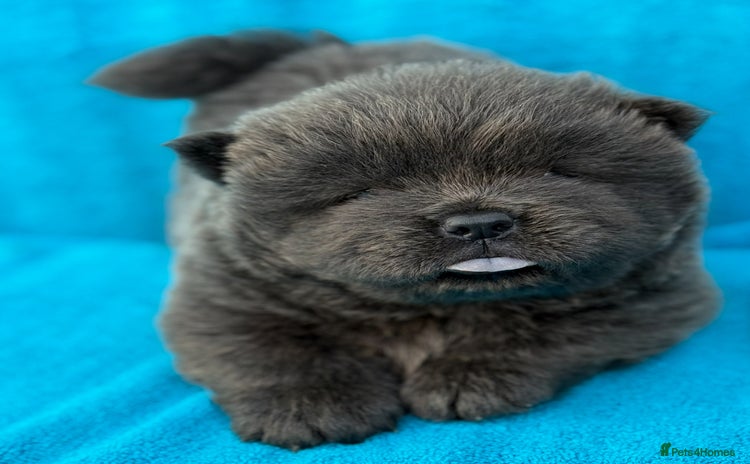 Chow Chow dogs - Advert 2