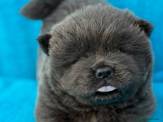 Chow Chow dogs - Advert 1