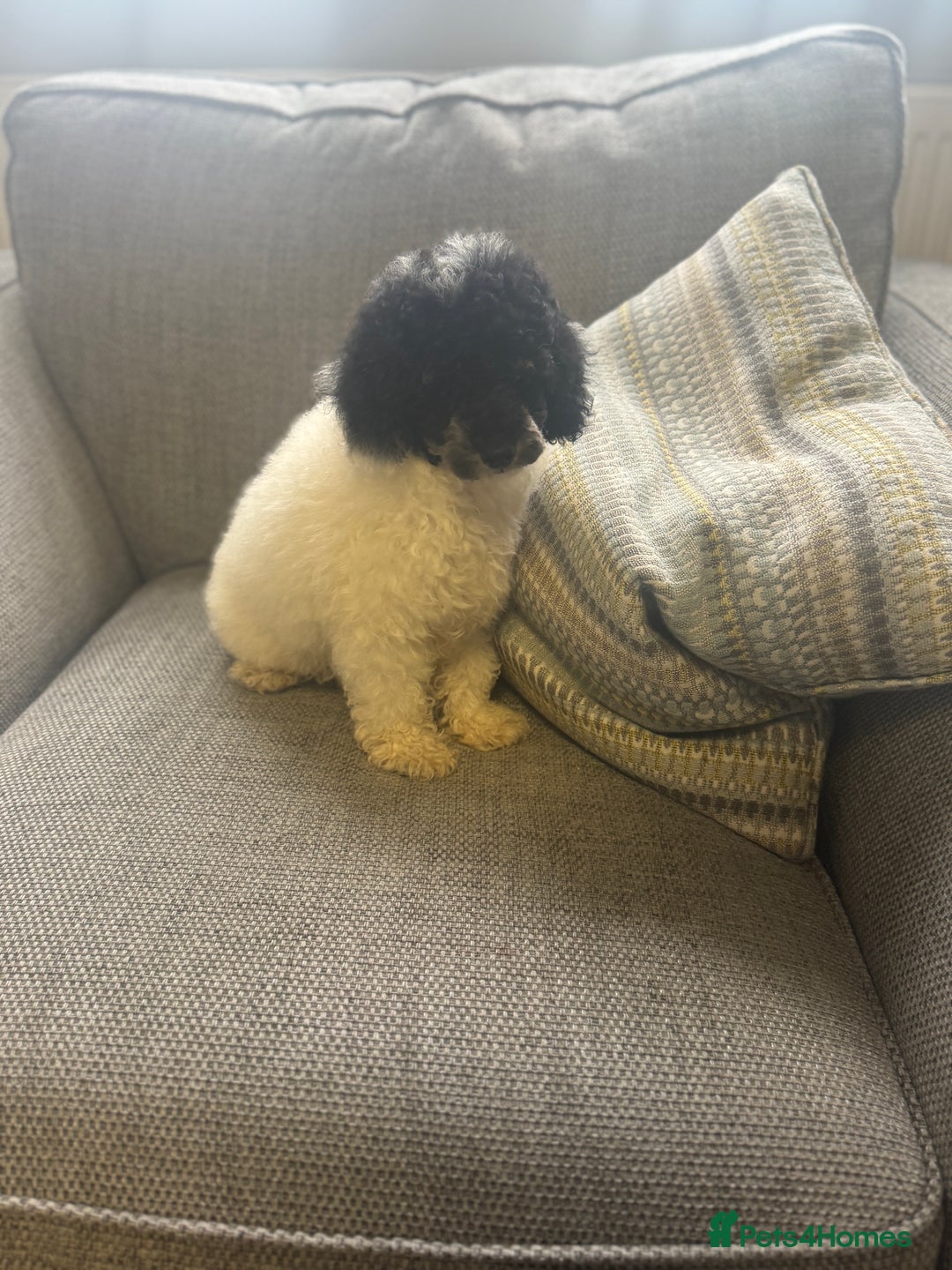 Toy Poodle dogs for sale: Tiny boy , Ready now!  - Image 3