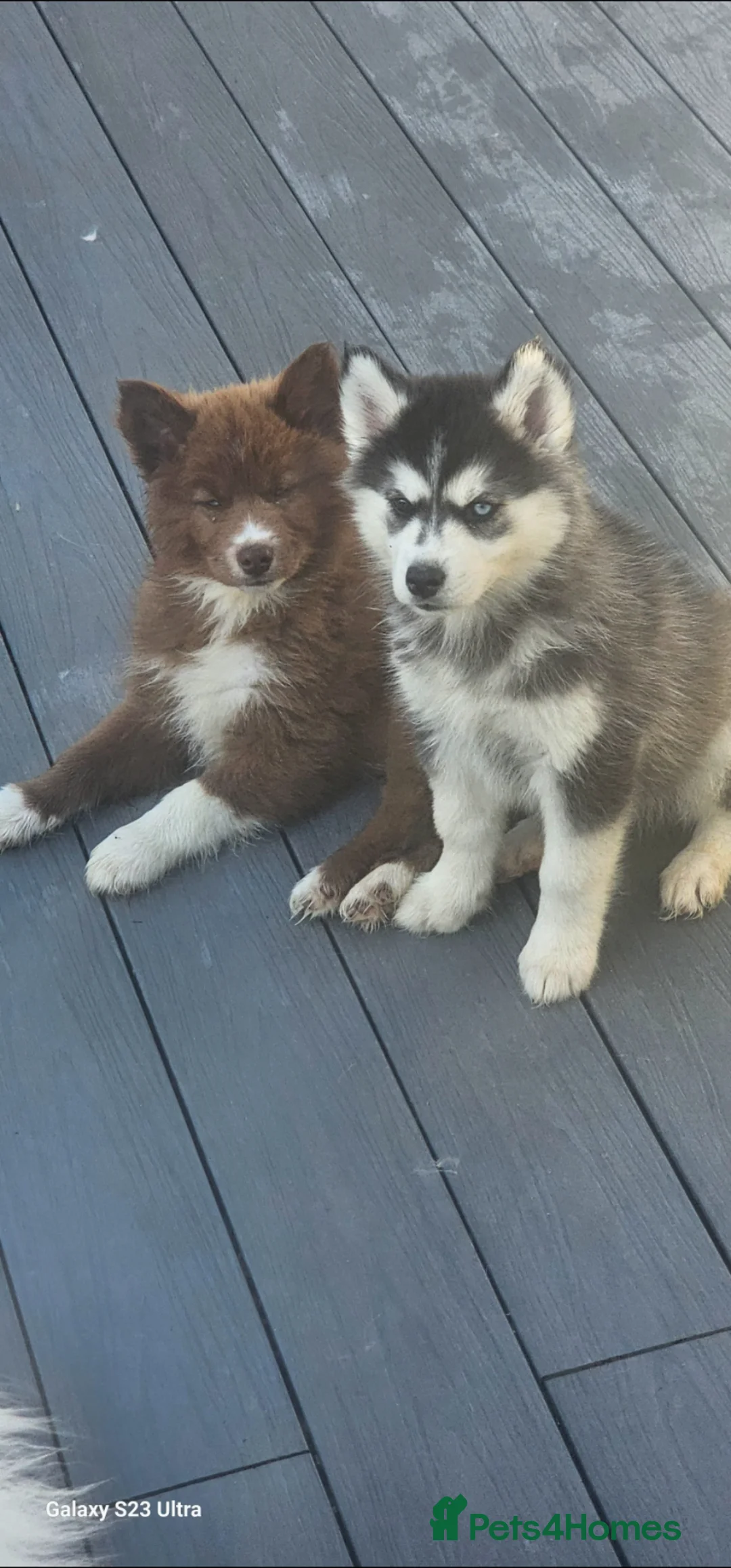 Siberian Husky dogs for sale: Ready to go ! Siberian Husky - Advert 2