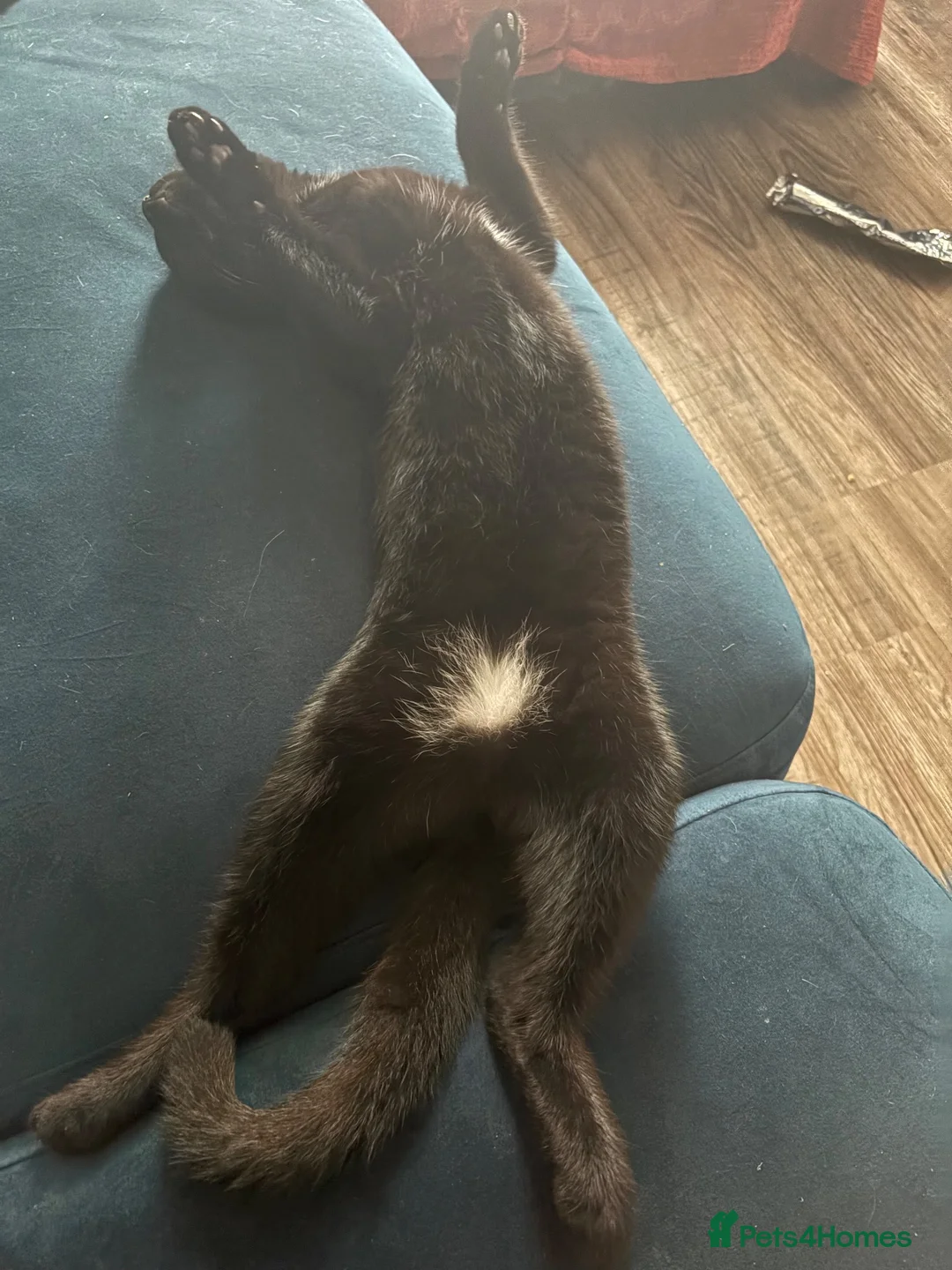 Mixed Breed cats for sale: Beautiful black cat with full set up :) - Advert 4