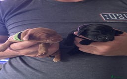 Cocker Spaniel dogs for sale: Beautiful Cocker Spaniel Puppies - Image 17