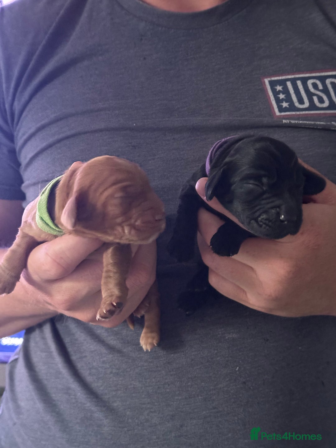 Cocker Spaniel dogs for sale: Beautiful Cocker Spaniel Puppies - Image 17