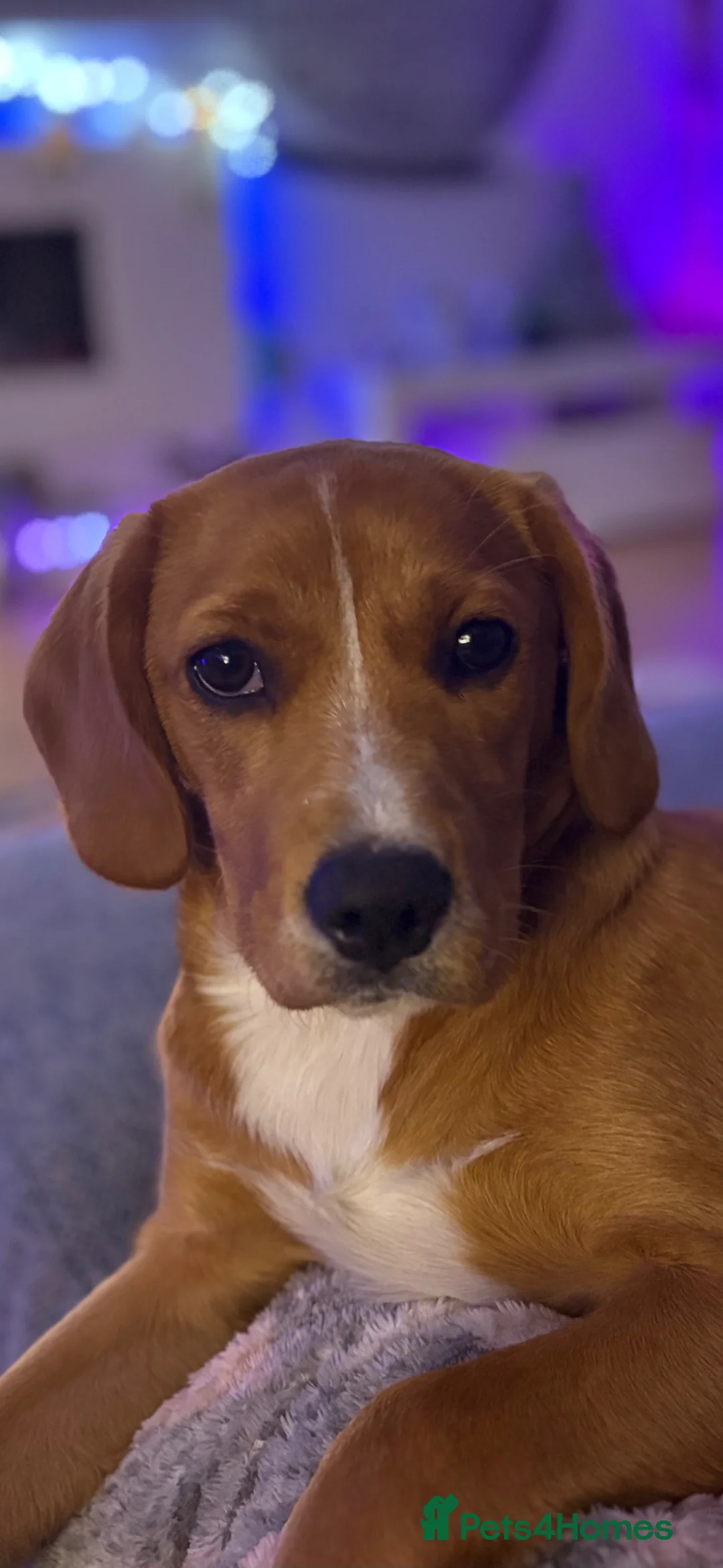 Mixed Breed dogs for sale: Truly Stunning Female cavador  - Advert 1