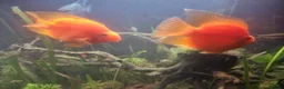 Cichlids fish for sale: Tropical fish - Advert 28