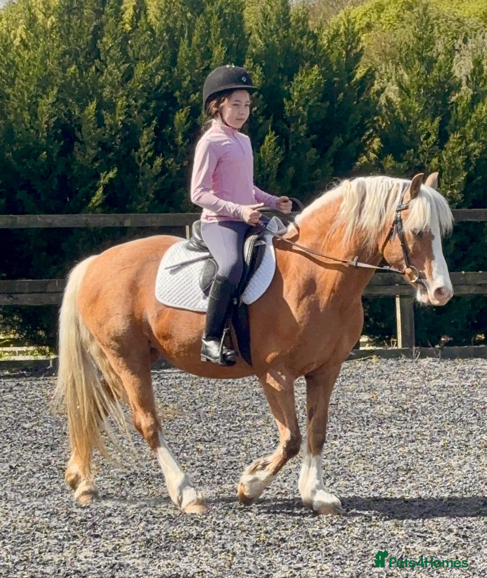 Welsh Section C horses Beautiful Welsh section c - Advert 3