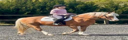 Welsh Section C horses for sale: Beautiful Welsh section c in Saffron Walden - Advert 1