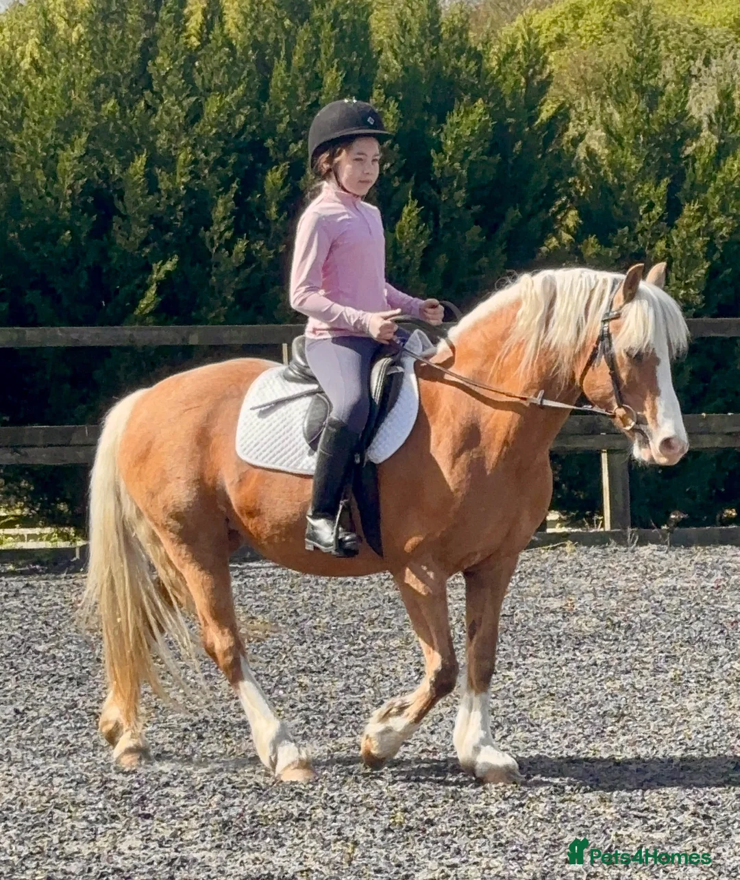 Welsh Section C horses for sale: Beautiful Welsh section c in Saffron Walden - Advert 1