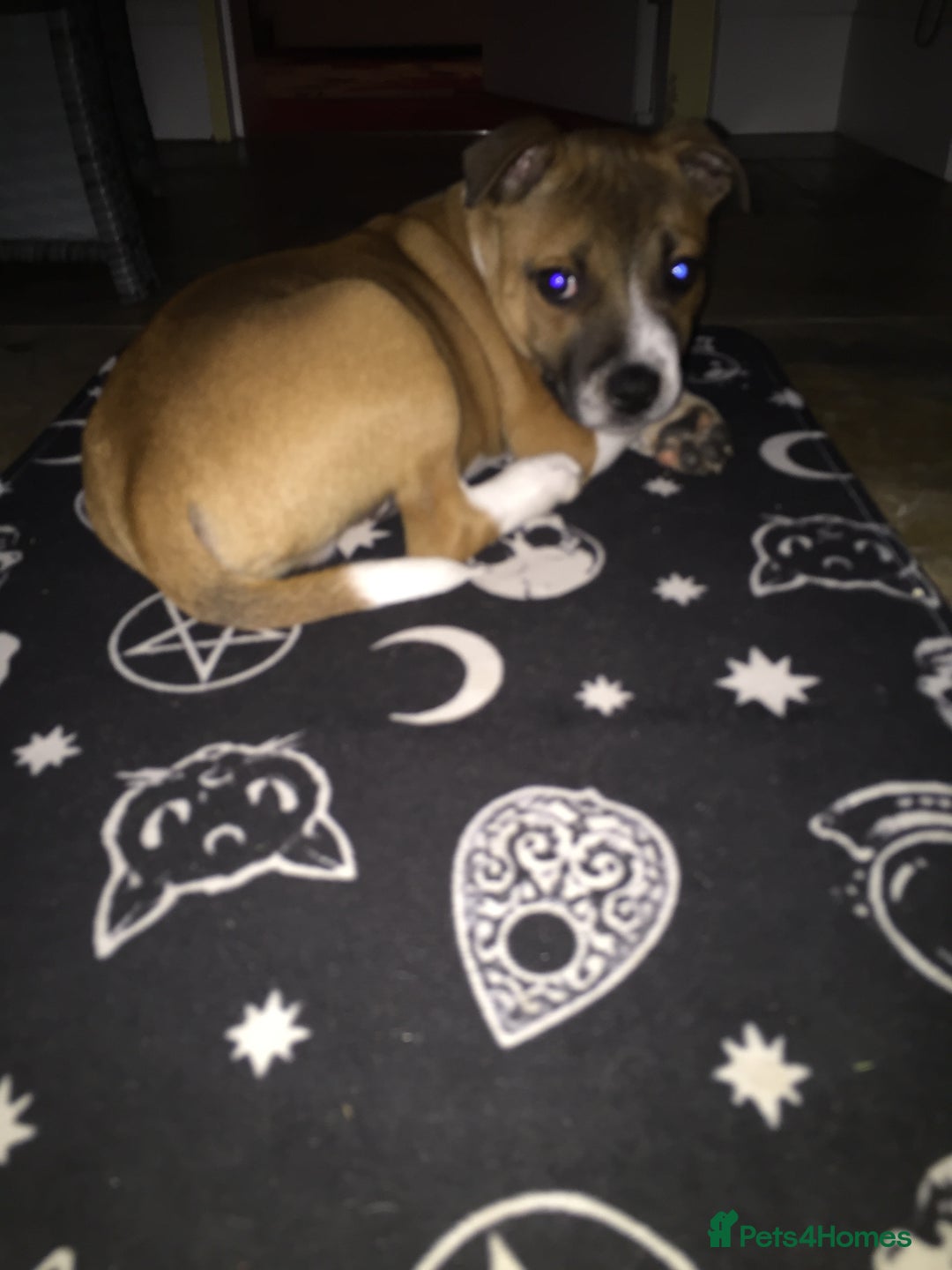 Staffordshire Bull Terrier dogs for stud: Proven Staffordshire Bull Terrier for Stud  - Image 10