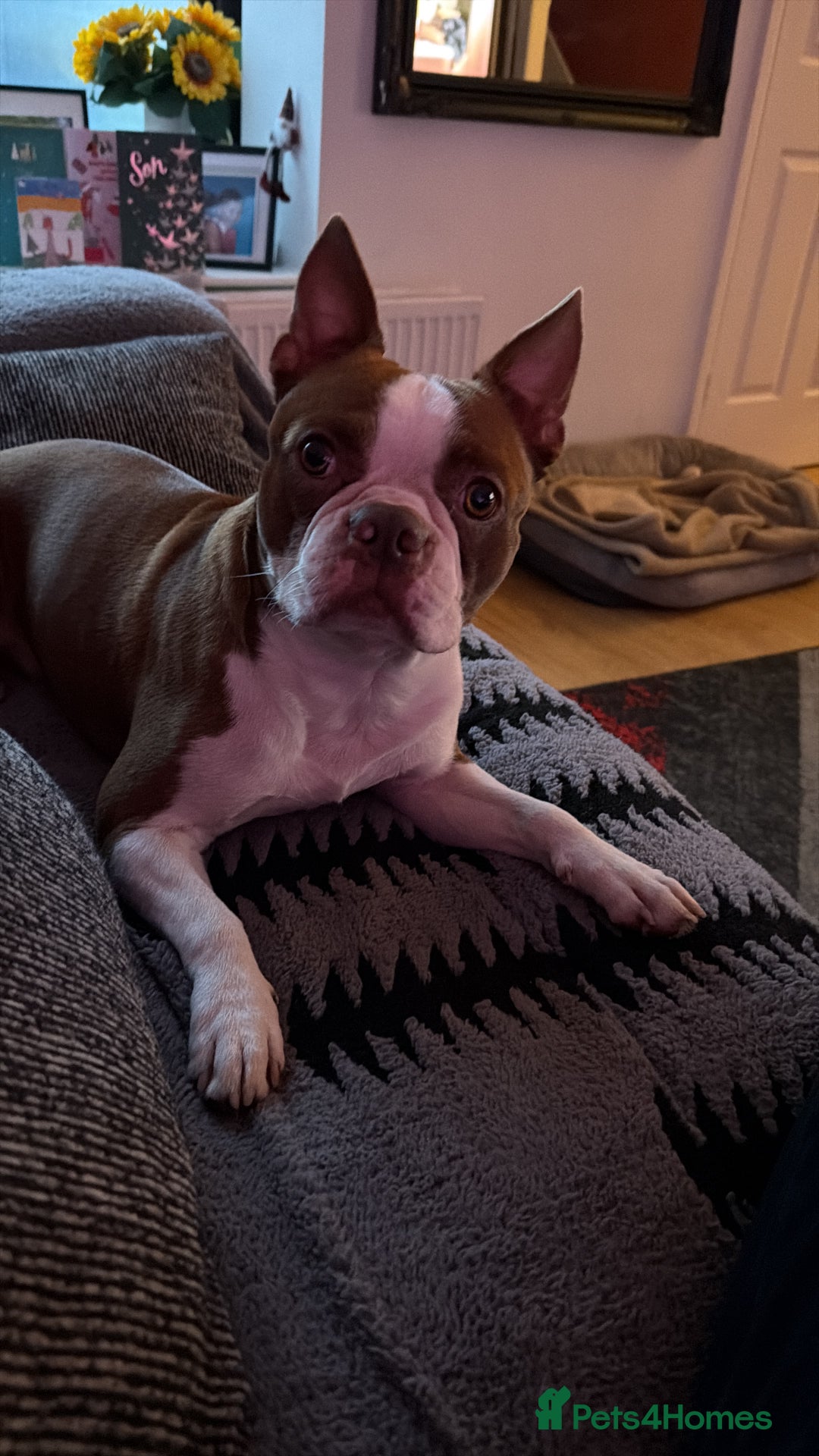 Boston Terrier dogs for stud: Boston Terrier Stud - Advert 2