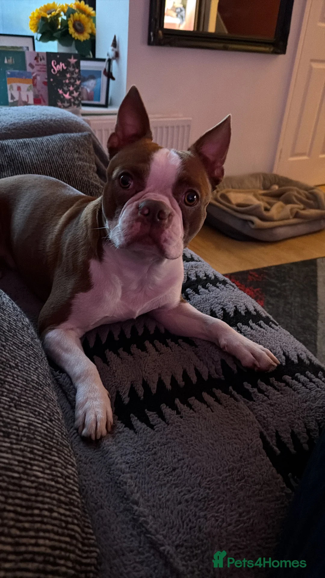 Boston Terrier dogs for stud: Boston Terrier Stud - Advert 2