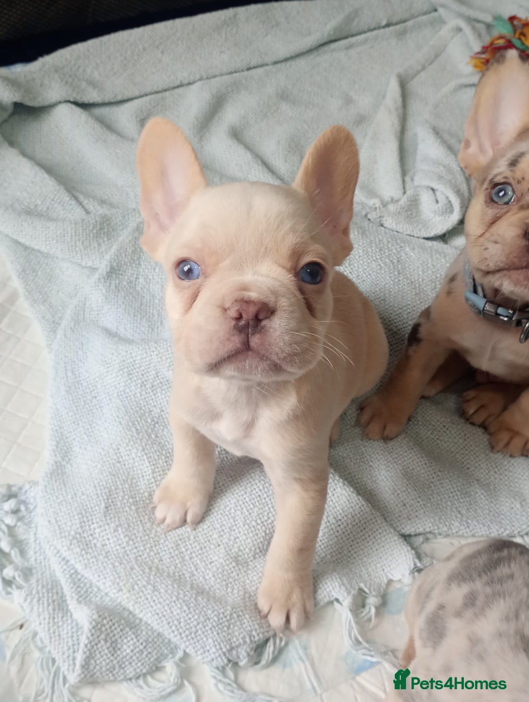 French Bulldog dogs for sale: REDUCED !!!! FRENCH BULLDOG PUPS / READY NOW!!! - Image 2