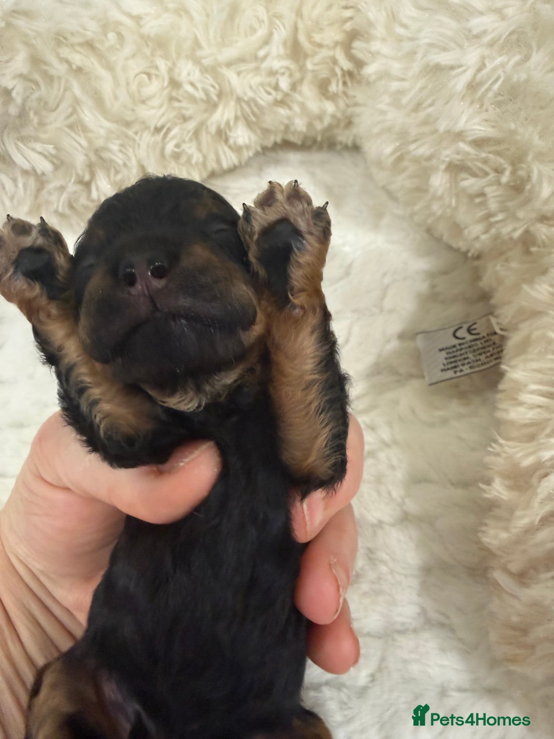 Cavapoo dogs for sale: Beautiful f1b. Black, black & Tan full DNA clear.  - Advert 12