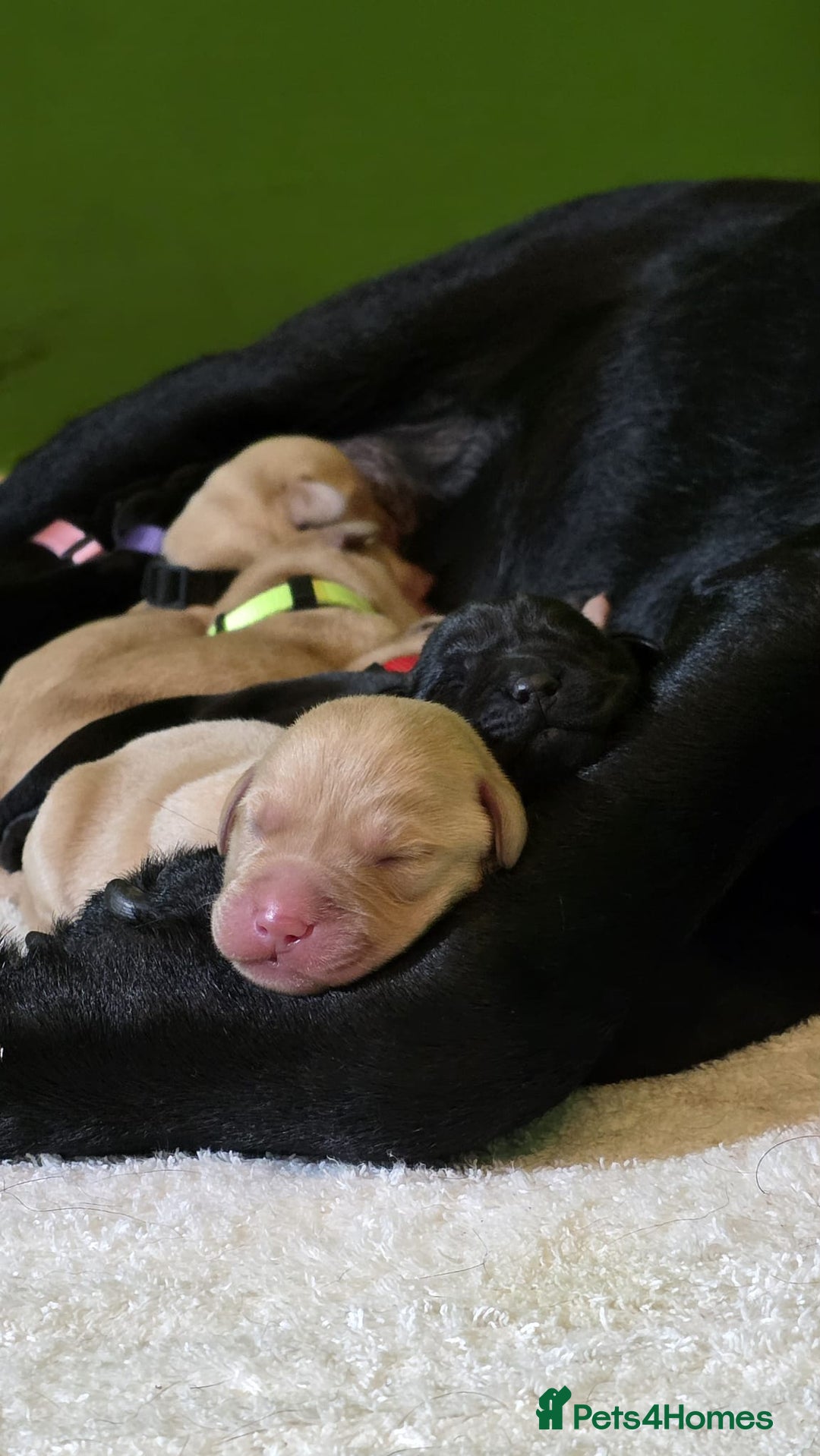 Labrador Retriever dogs for sale: Labrador puppies - Advert 16