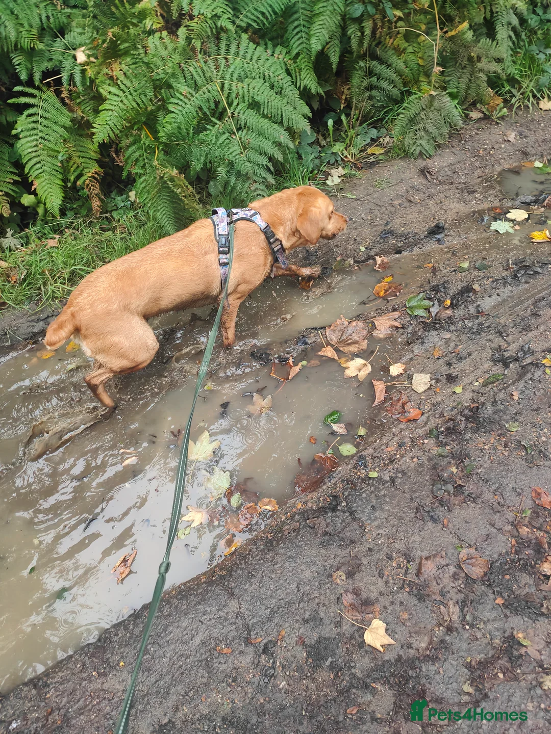 Labrador Retriever dogs for sale: Female fox red labrador for sale - Advert 10