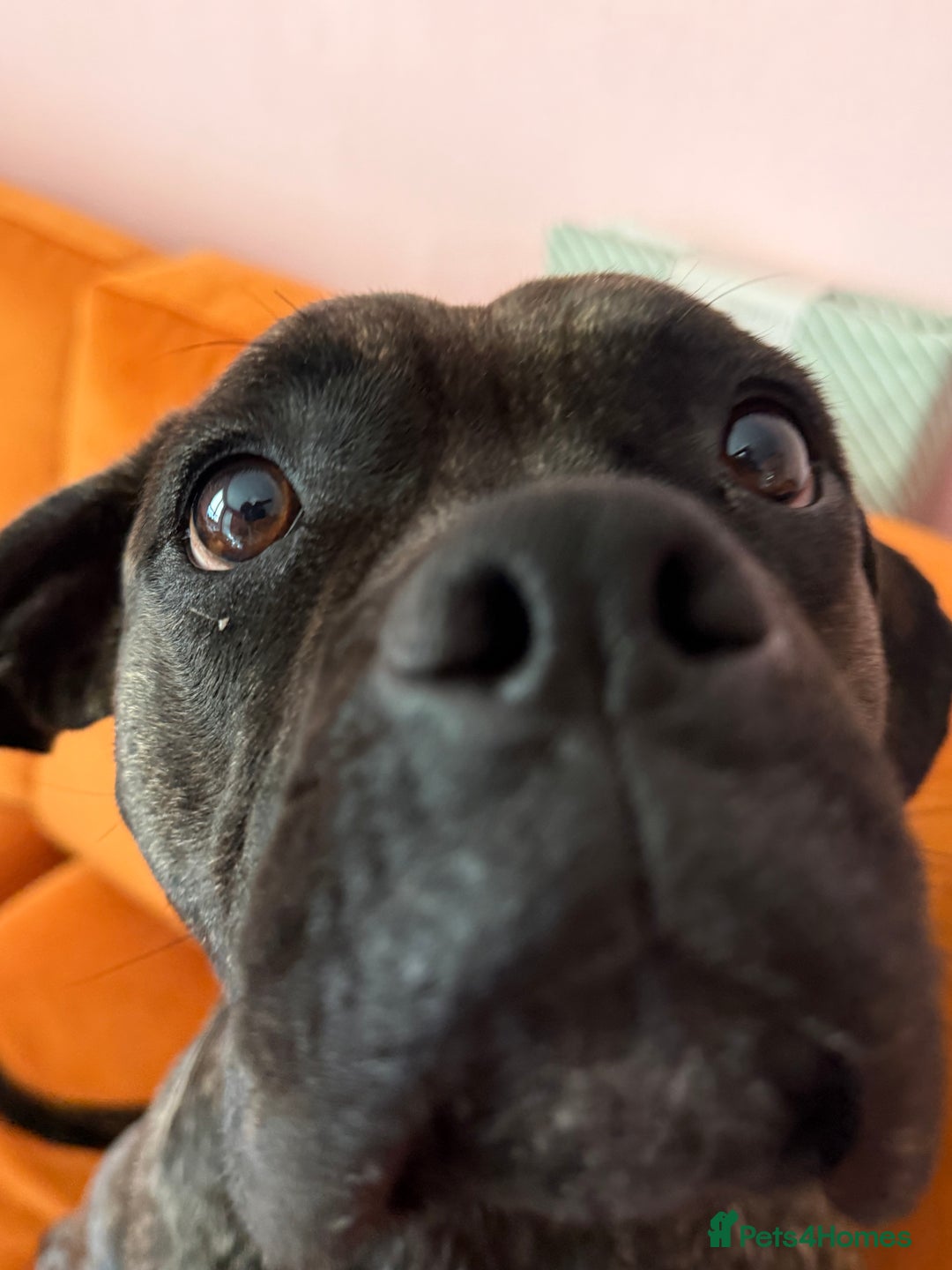 Mixed Breed dogs for sale: Cane Corso x Boxer - Image 6