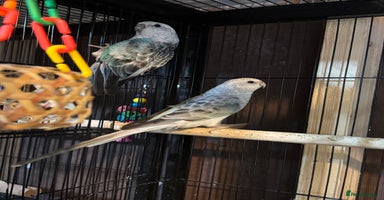 Parakeets birds - Advert 3