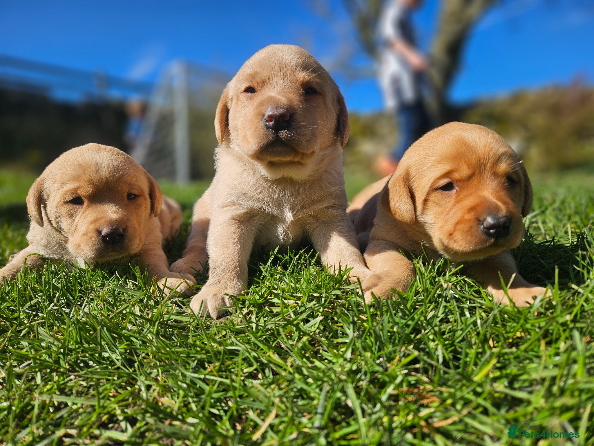 Labrador Retriever dogs Stunning litter of working KC yellow Labradors  - Advert 4