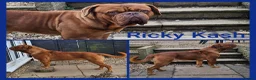 Dogue De Bordeaux dogs for stud: STUD DOGUE DE BORDEAUX  - Advert 2