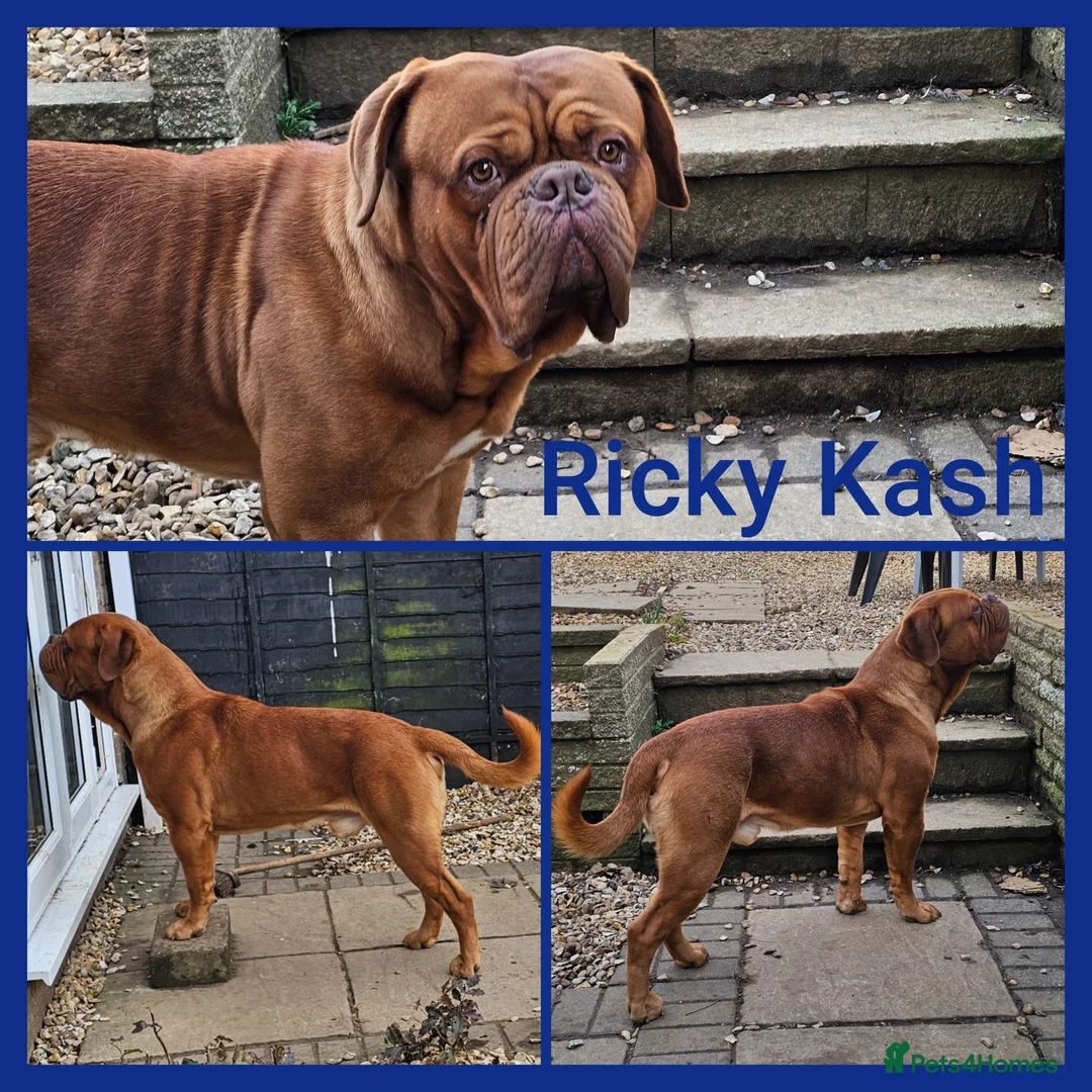 Dogue De Bordeaux dogs for stud: STUD DOGUE DE BORDEAUX  - Advert 2
