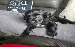 Cocker Spaniel dogs for sale: Cocker spaniel pups ready to leave now  3g, 1b - Image 21