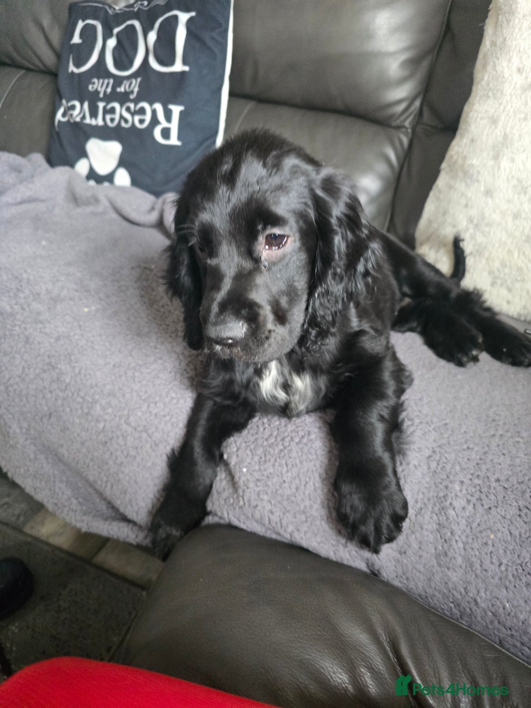 Cocker Spaniel dogs for sale: Cocker spaniel pups ready to leave now  3g, 1b - Image 21