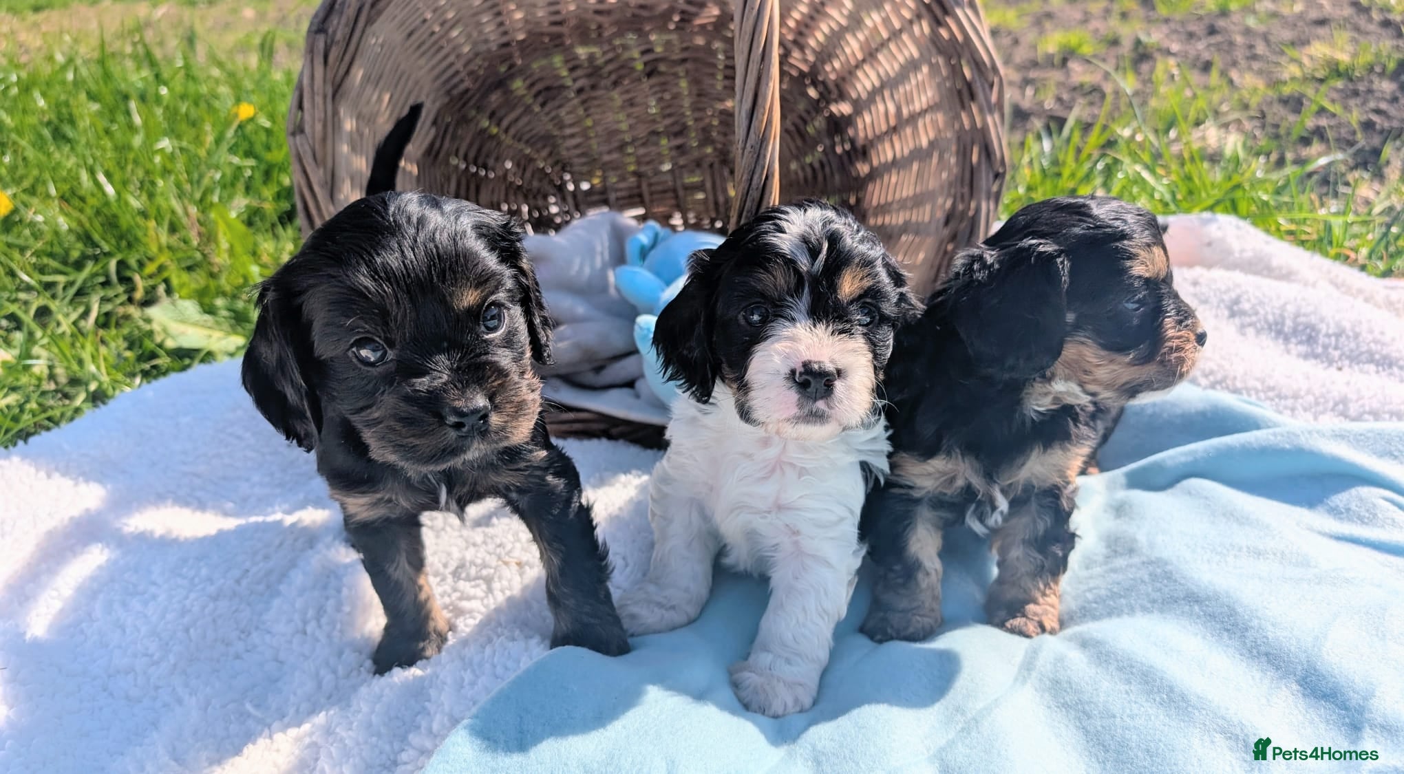 Cavapoo dogs Pretty CAVAPOO pups. Health tested parents - Advert 1