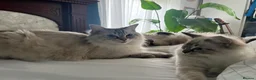 Ragdoll cats for sale: Beautiful litter of furry friends🩵🩷 - Advert 1