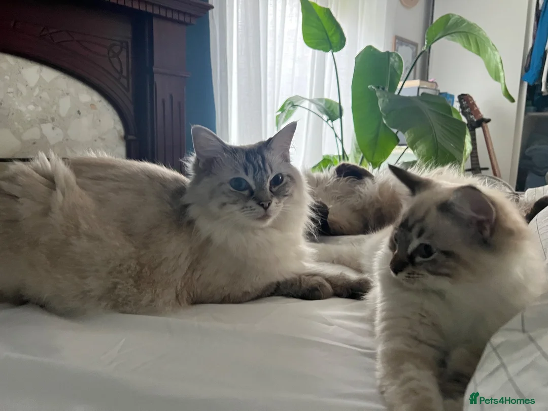 Ragdoll cats for sale: Beautiful litter of furry friends🩵🩷 - Advert 1