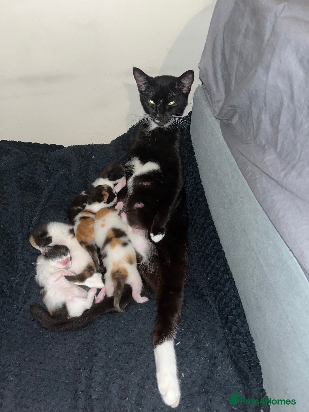Turkish Van cats for sale: Stunning calico Turkish van kittens  - Image 6