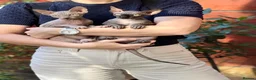 Sphynx cats for sale: One couple of fan in London - Advert 4