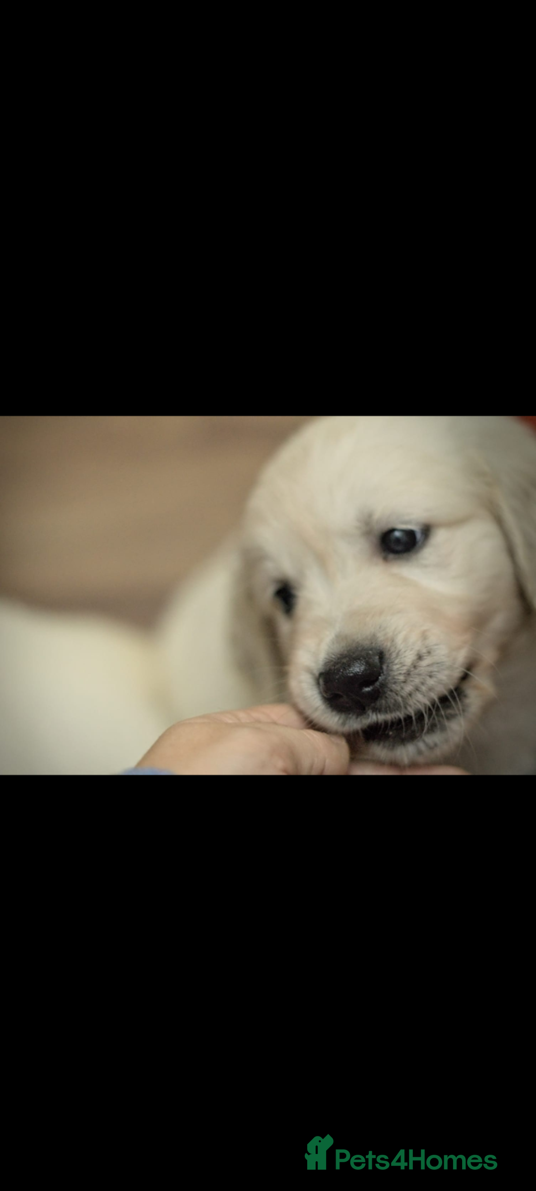 Golden Retriever dogs for sale: Golden retriever puppies for sale  - Advert 14