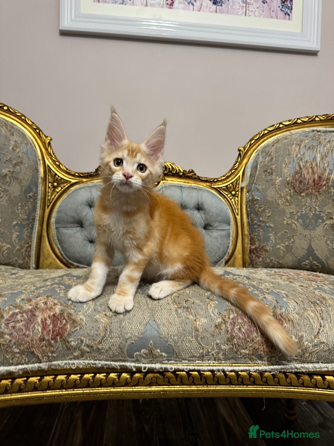 Maine Coon cats for sale: Maine Coon Kittens 🏆 20+ gen 🧬 Full Pedigree - Advert 9