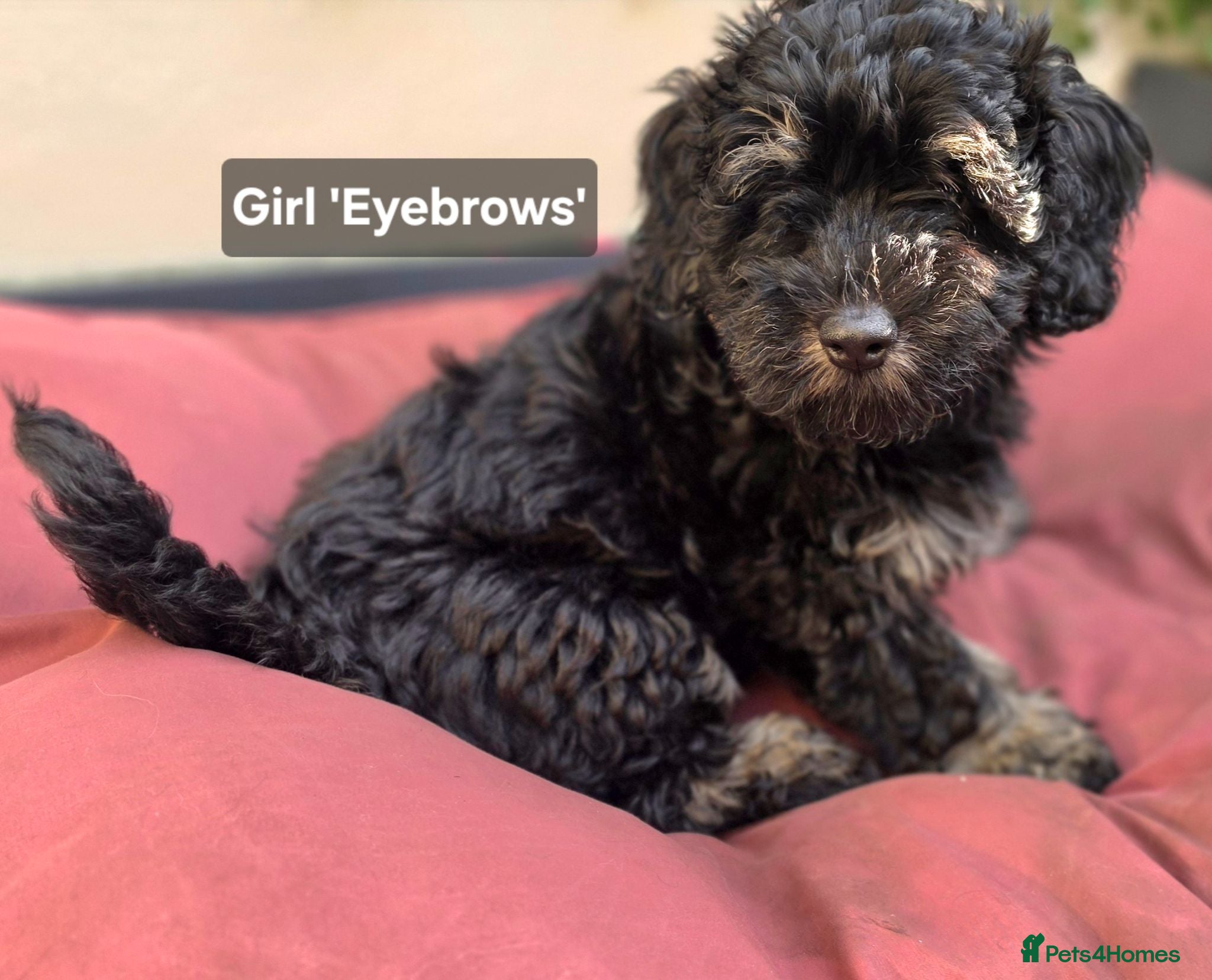 Mixed Breed dogs Cockapoo x Lhasa Apso Teddy Bear Puppies Ready Now - Advert 2