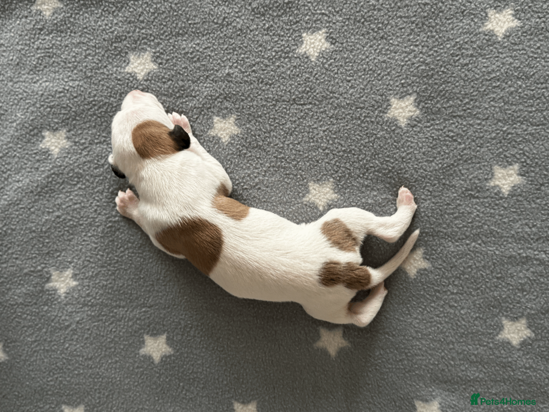 Whippet dogs for sale: KC Registered Small Whippet Puppies  - Advert 17