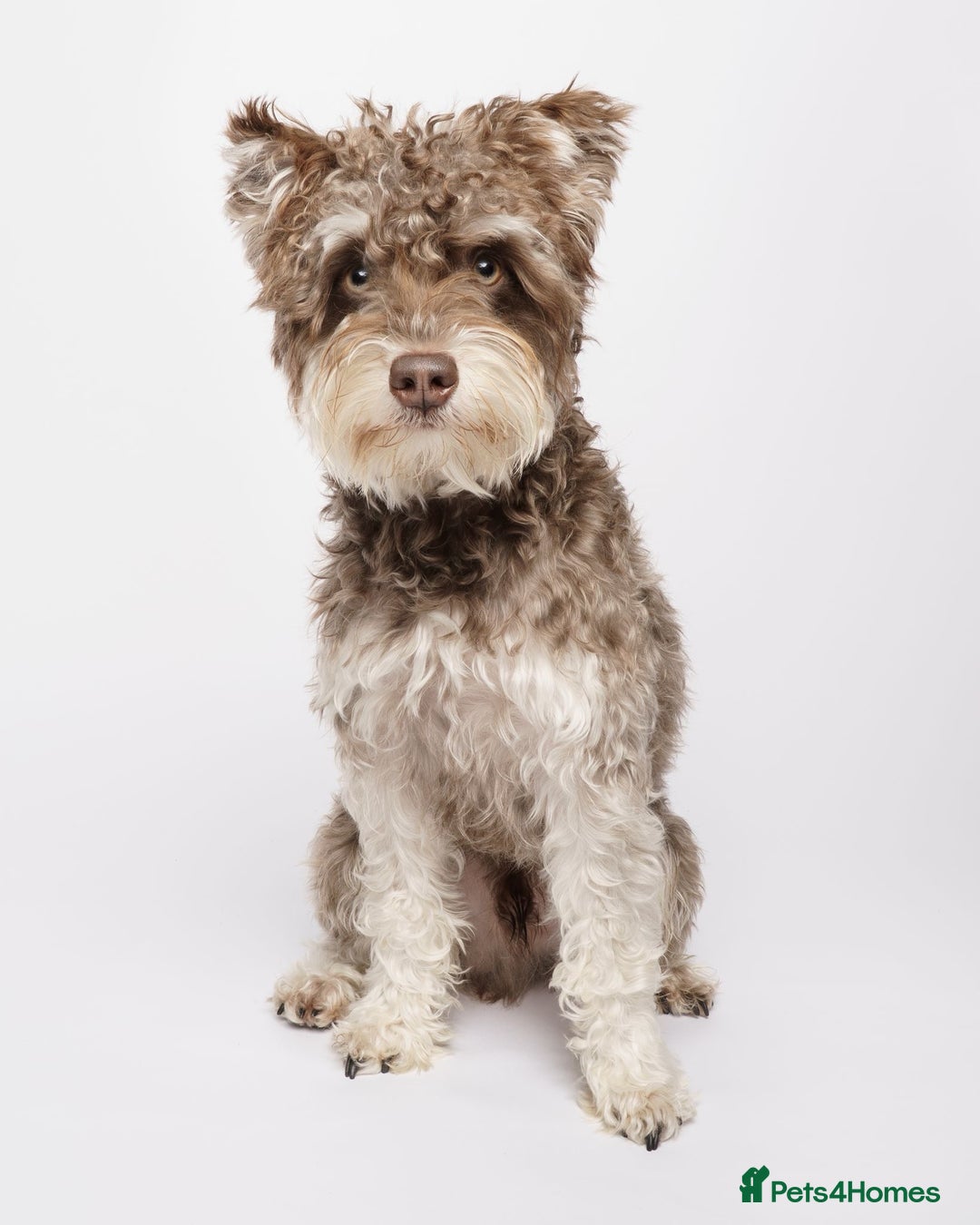 Miniature Schnauzer dogs for stud: Asian Miniature Schnauzer   - Advert 2