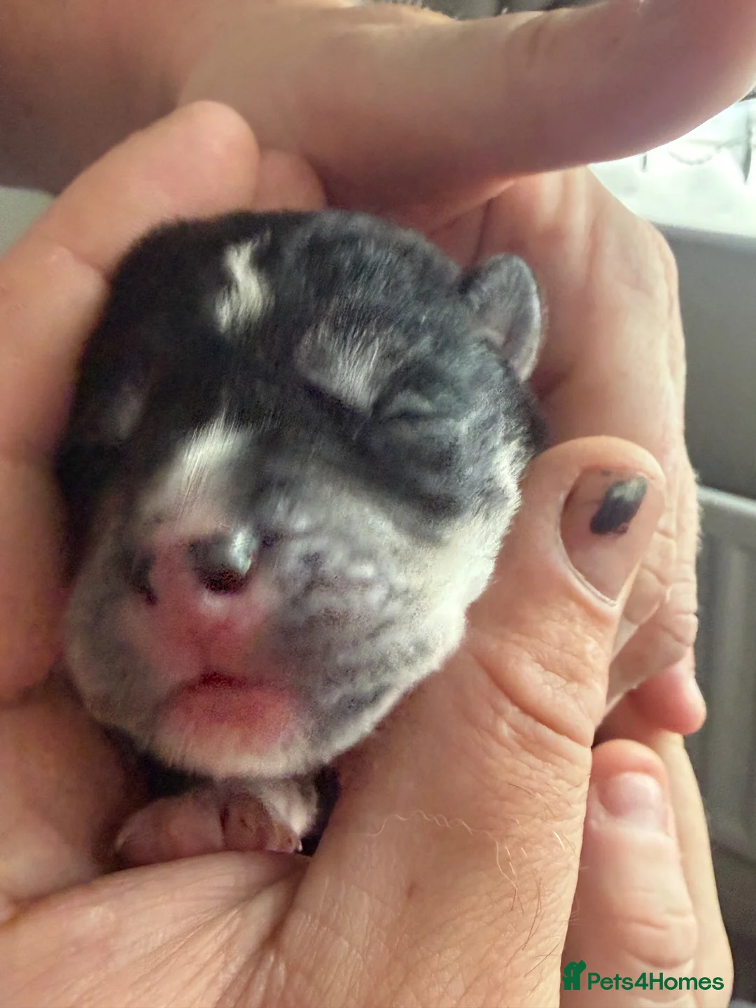 Mixed Breed dogs for sale: Puppy’s for finding there forever home  in Stockton-on-Tees - Advert 2