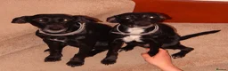 Mixed Breed dogs for sale: Two 8-year-old Cocker-Jack sisters - Advert 12