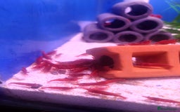 Other/Mixed Breed fish for sale: Fish Stock List - Updated Regularly  - Image 28