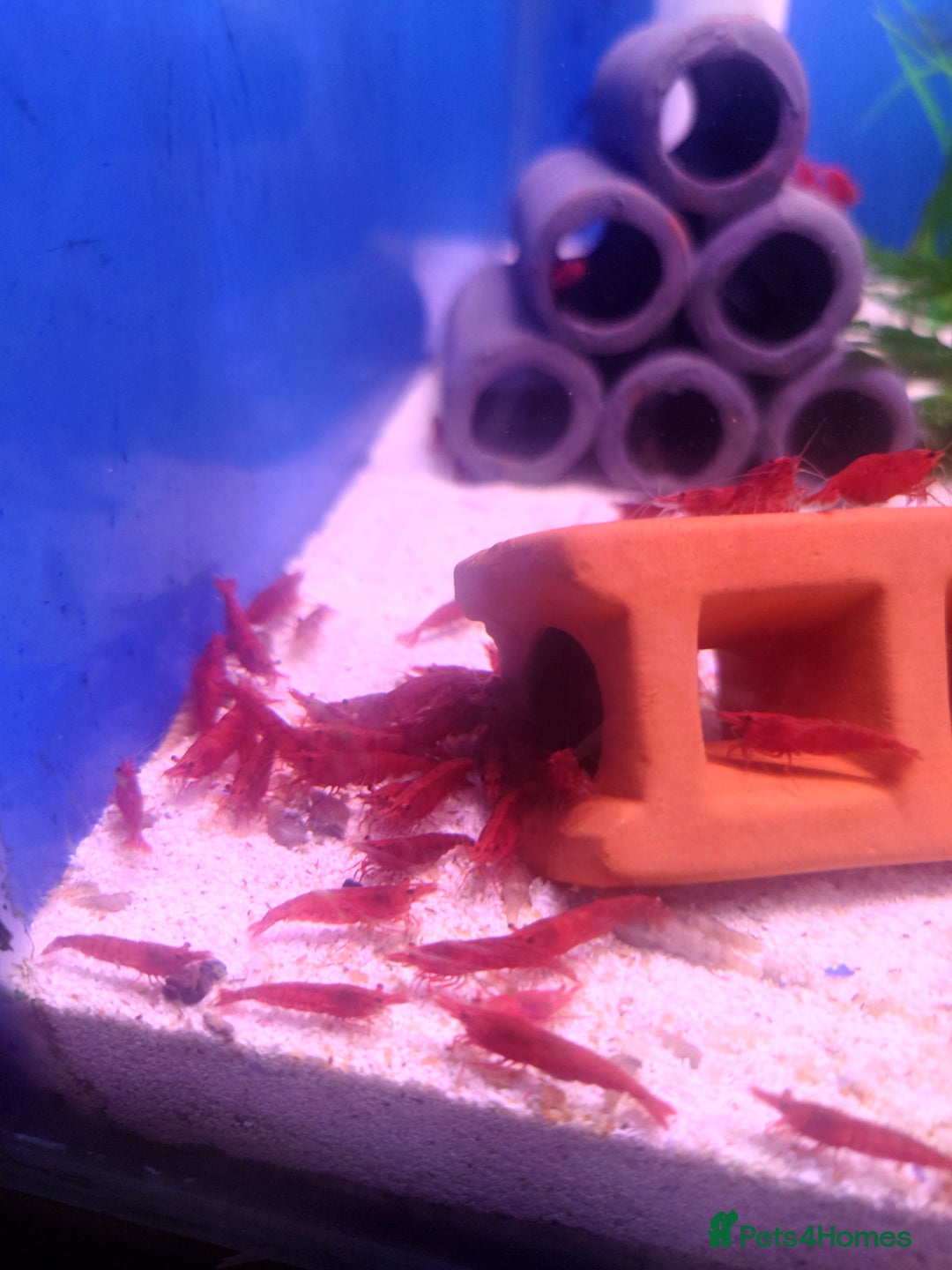Other/Mixed Breed fish for sale: Fish Stock List - Updated Regularly  - Image 28
