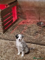 Border Collie dogs Border collie pups - Advert 13