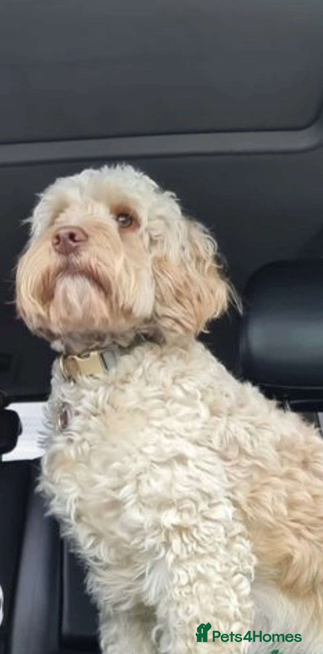 Cockapoo dogs for sale: Gorgeous F2 Cockapoo Puppies in Nottingham - Advert 2