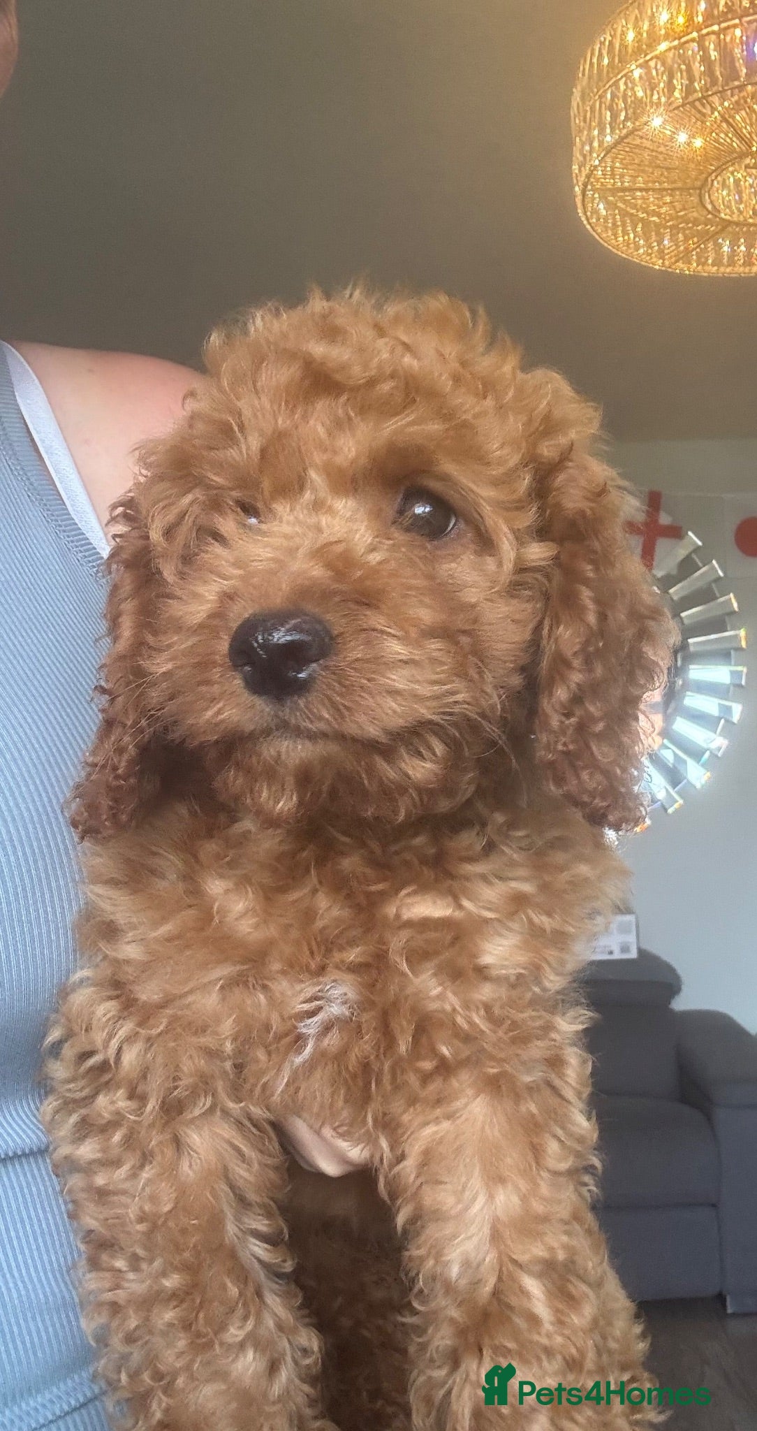 Cockapoo dogs 2 remaining - Reduced price Parents Health Checked - Advert 1