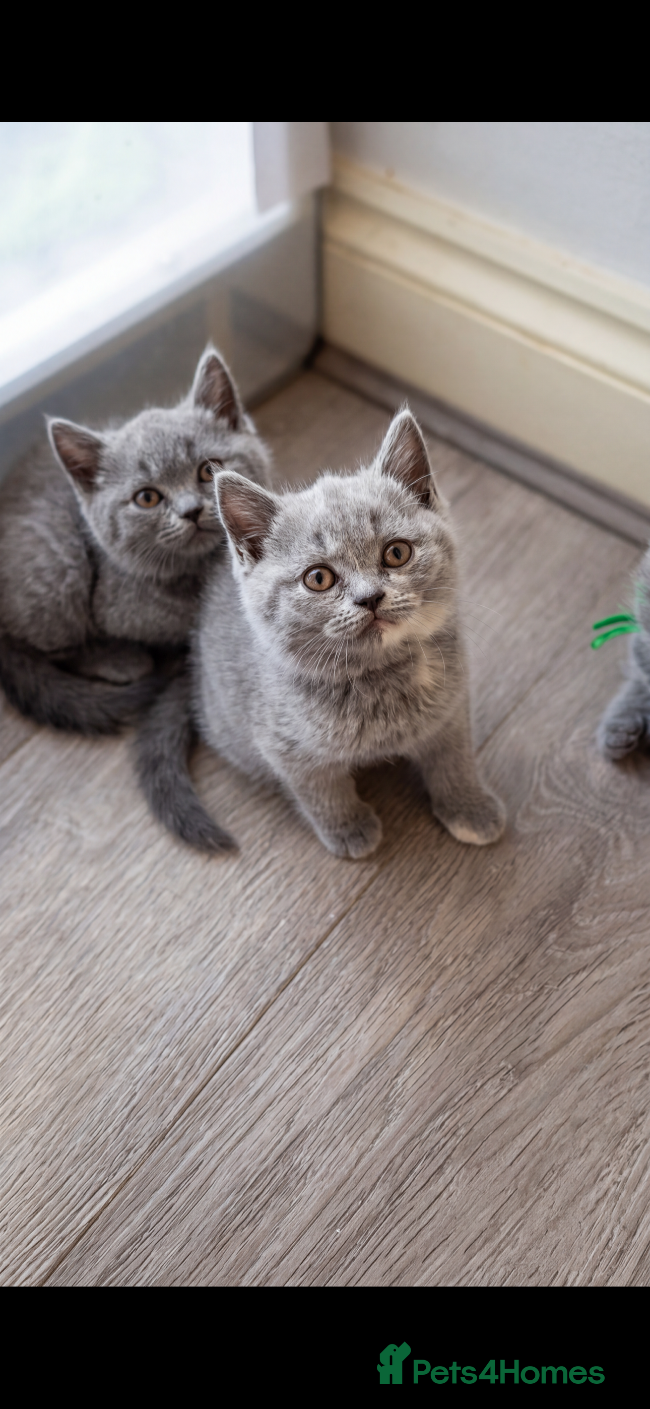 British Shorthair cats Beautiful British Shorthair Kittens - Advert 2