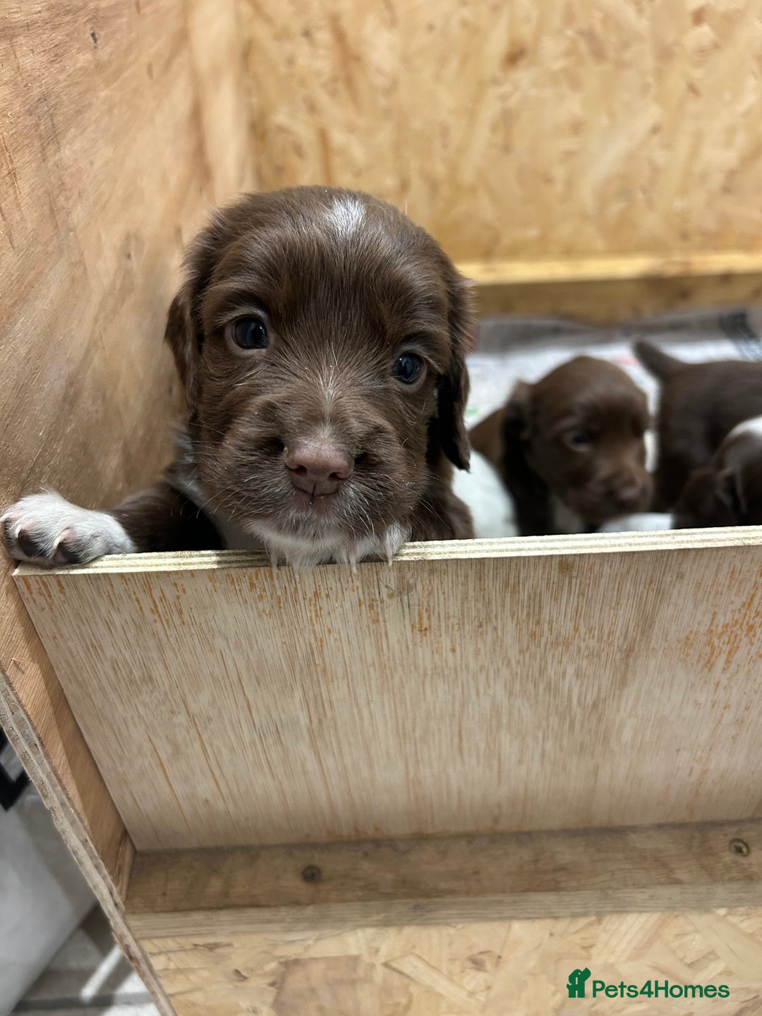 Sprocker dogs for sale: Working Sprocker Spaniels  - Advert 5