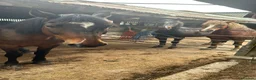 English Thoroughbred horses for sale: URGENT URGENT home needed 3 new forest Gelding - Advert 5