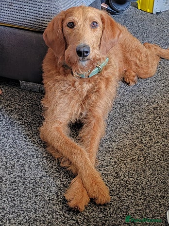 Labradoodle dogs - Advert 2