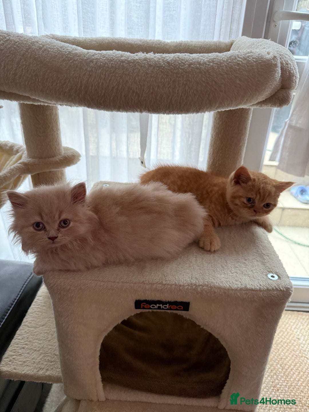 British Shorthair cats for sale: TICA REG BRITISH SHORTHAIR & LONGHAIR KITTENS - Image 6